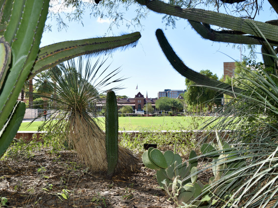 The historic Krutch Garden of Southwest native cacti and succulents in the foreground frames Old Main.