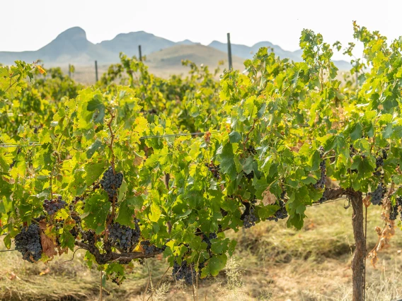 Vineyard in desert