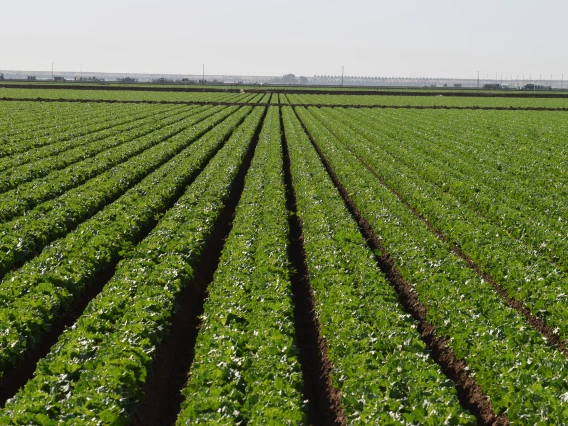 Yuma lettuce fields 