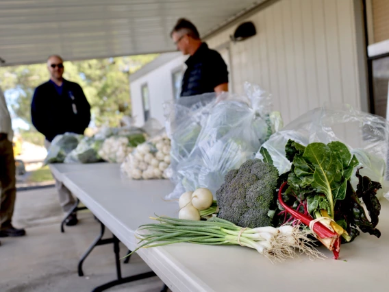 Fresh Vegetables on a Table 