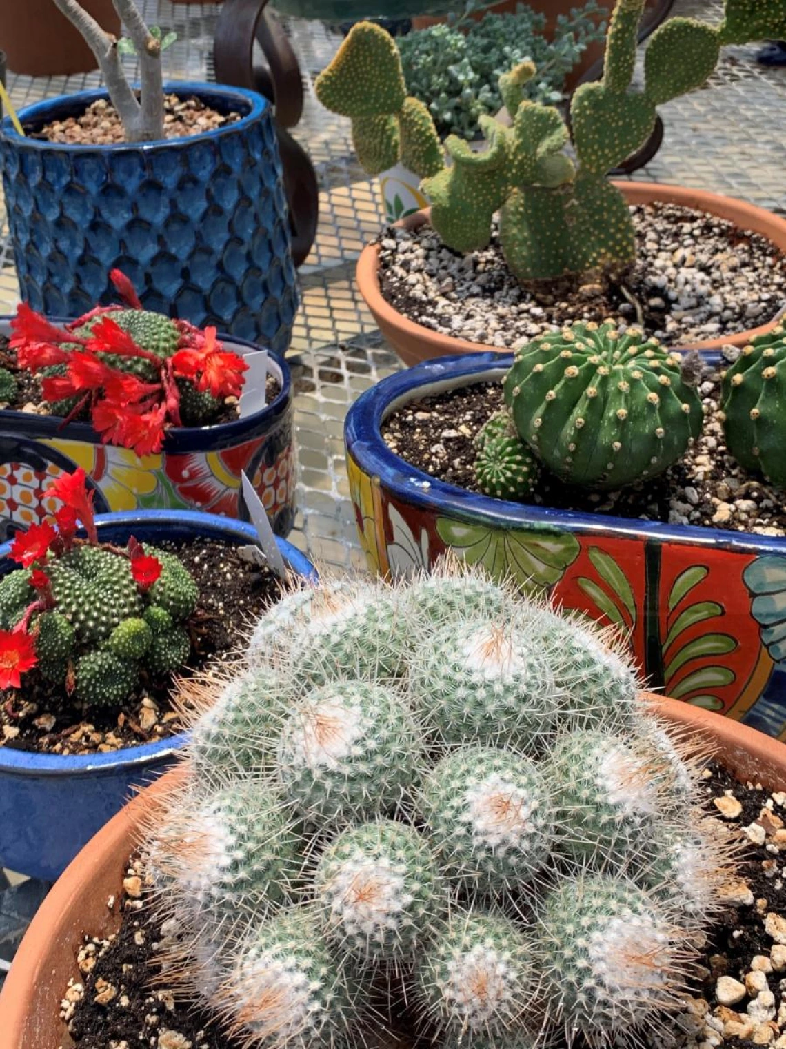 Dimmit Desert Plant