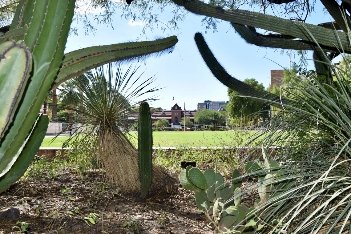 The historic Krutch Garden of Southwest native cacti and succulents in the foreground frames Old Main.