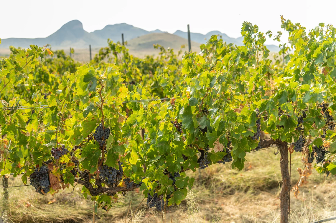 Vineyard in desert