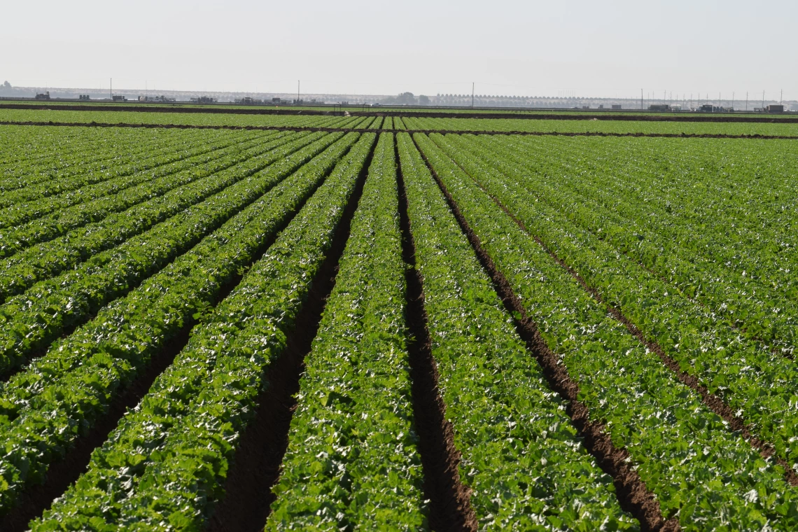 Yuma lettuce fields 