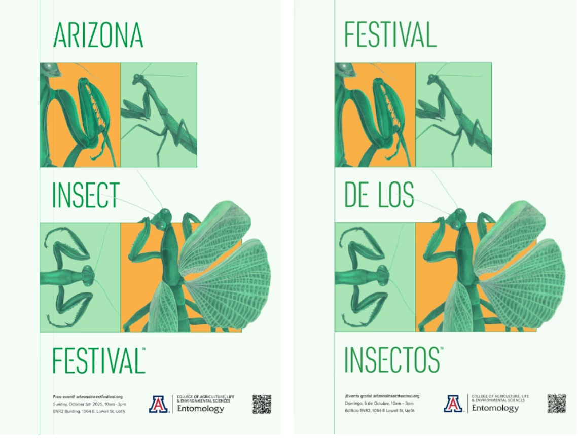 Insect Festival